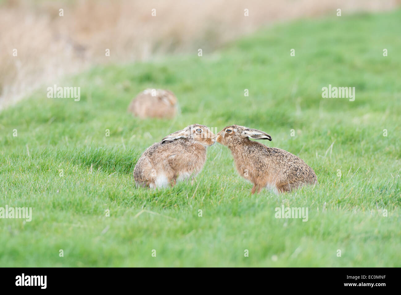 Brown-Hasen (Lepus Europaeus), Saison Erwachsene männliche und weibliche "Boxen" während der Paarung Frühling.  East Anglia, Großbritannien Stockfoto