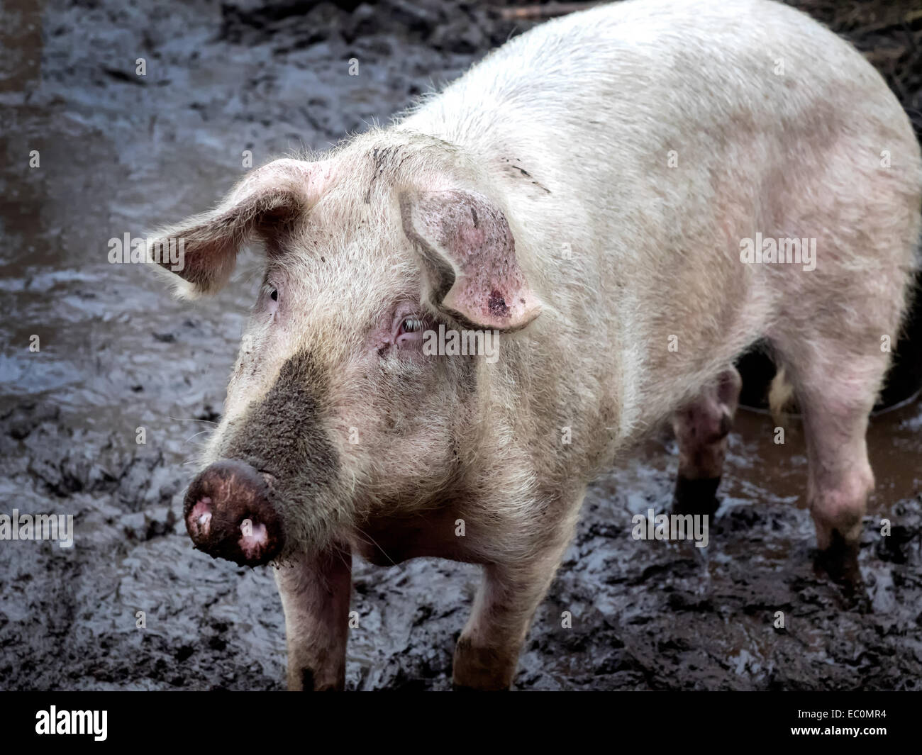 Schwein auf einer Farm im freien laufen im Dreck Stockfoto