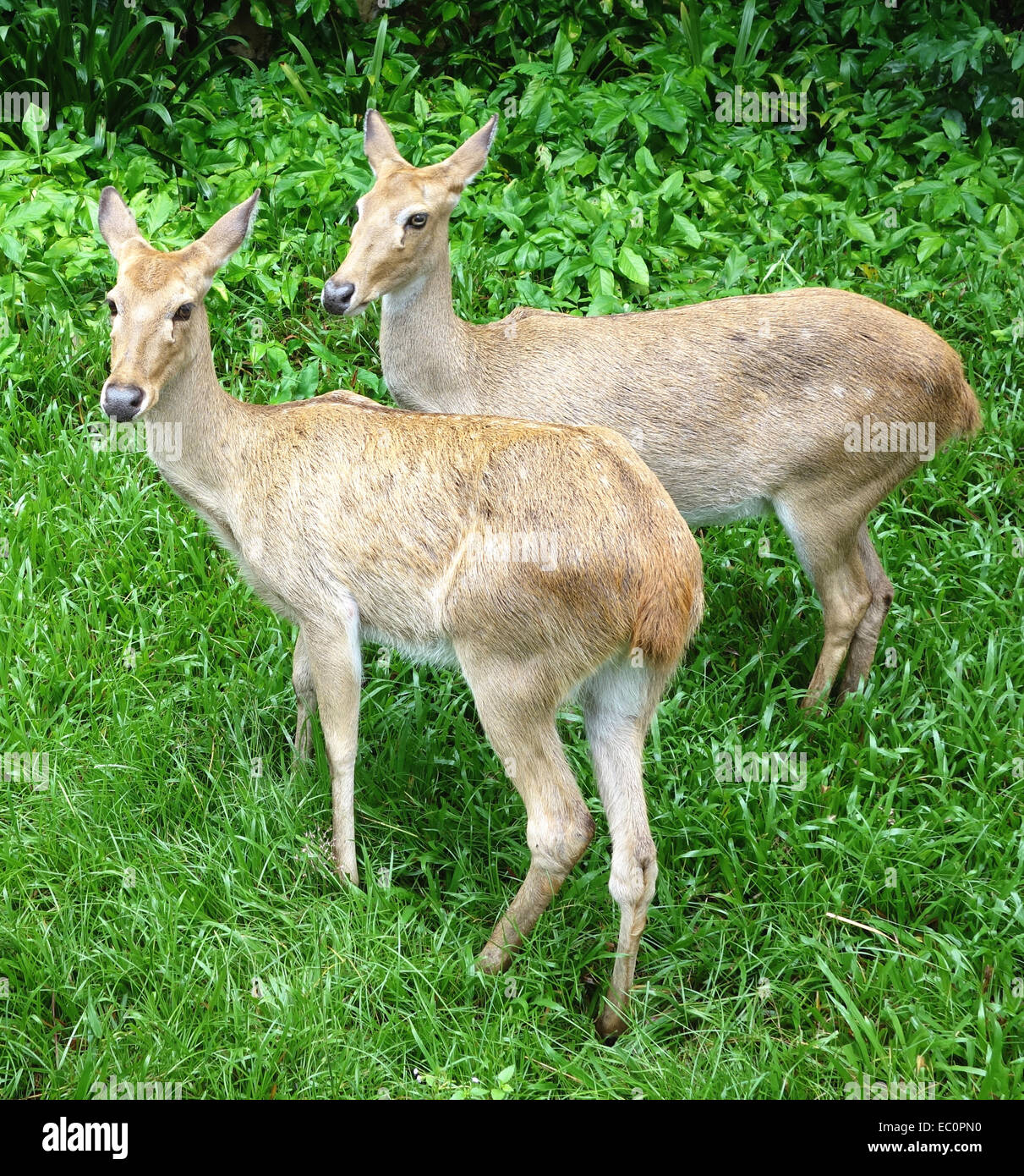 zwei Hirsche im Wald Stockfoto