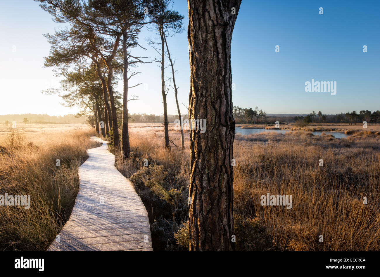 Frostigen Promenade über die Heide bei Thursley gemeinsamen Stockfoto