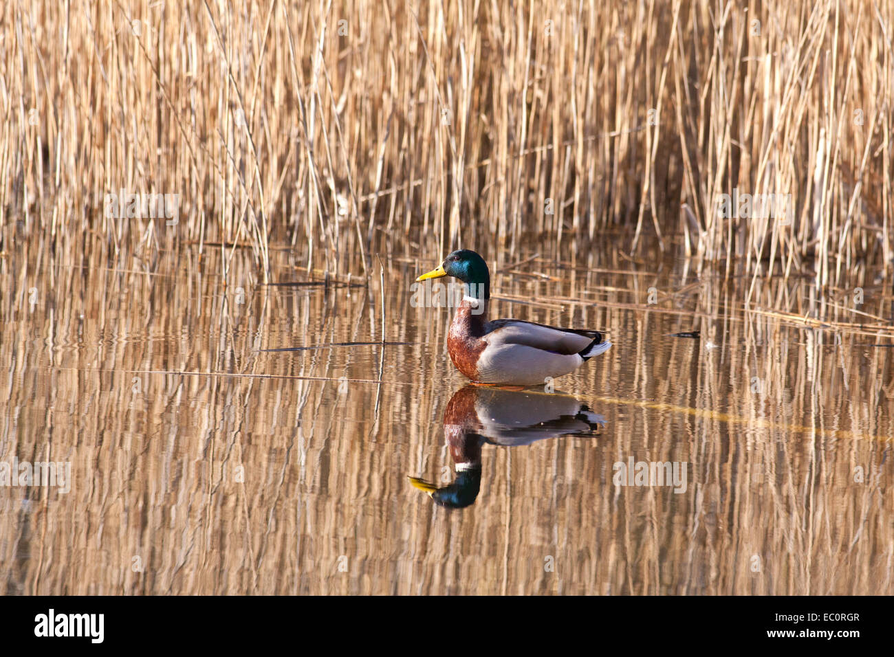 Ente auf dem Wasser mit Reflexion Stockfoto