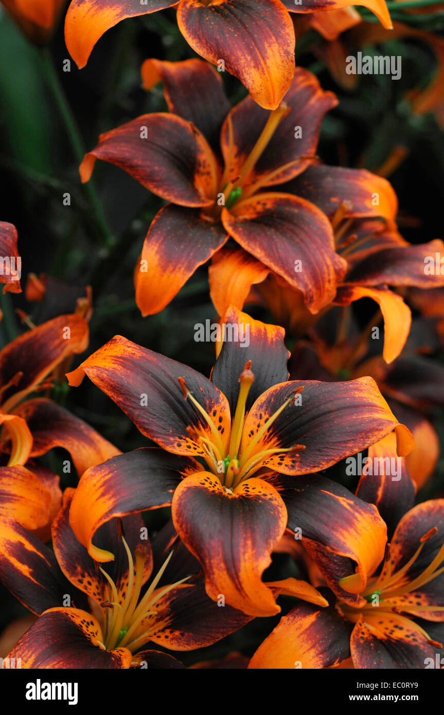 Porträt der Blüte Lilium "Forever Susan" hautnah Stockfoto