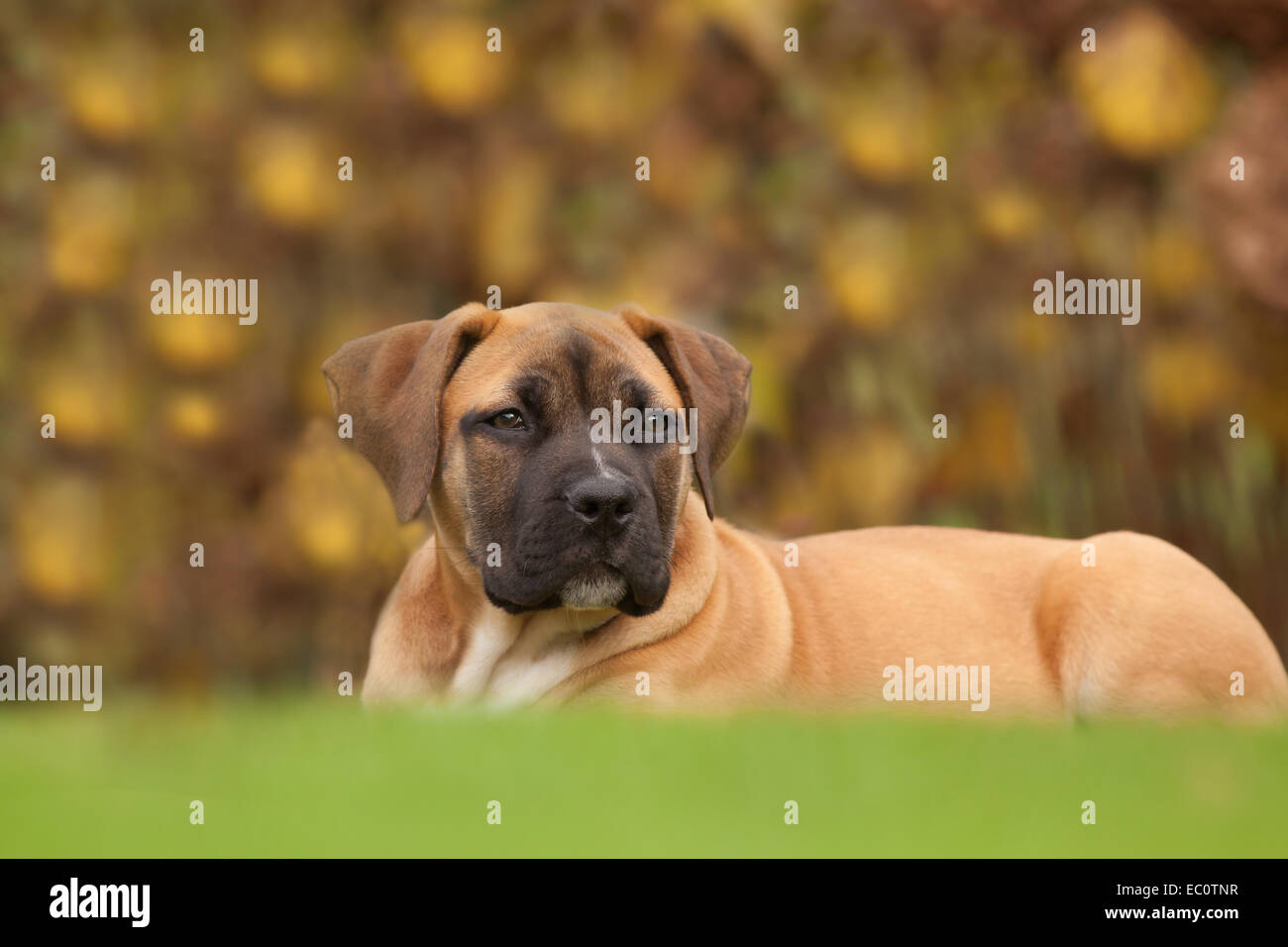 Braune Welpen liegen im Garten Stockfoto