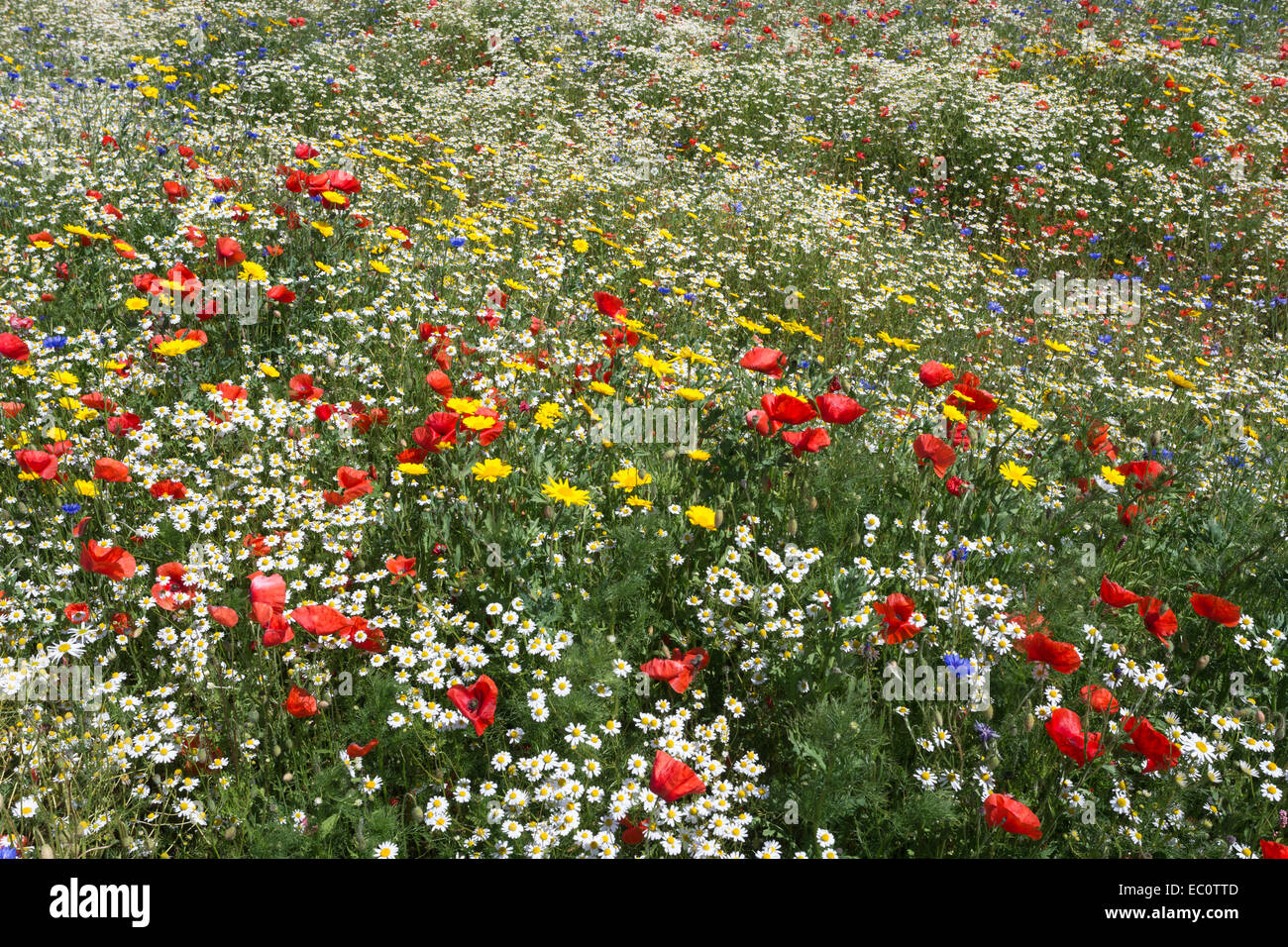 Wildblumen, inc. Mohnblumen (Papaver Rhoeas), Mais Ringelblume (Glebionis Segetum), Kornblumen (Centaurea Cyanus) Mais Kamille Stockfoto