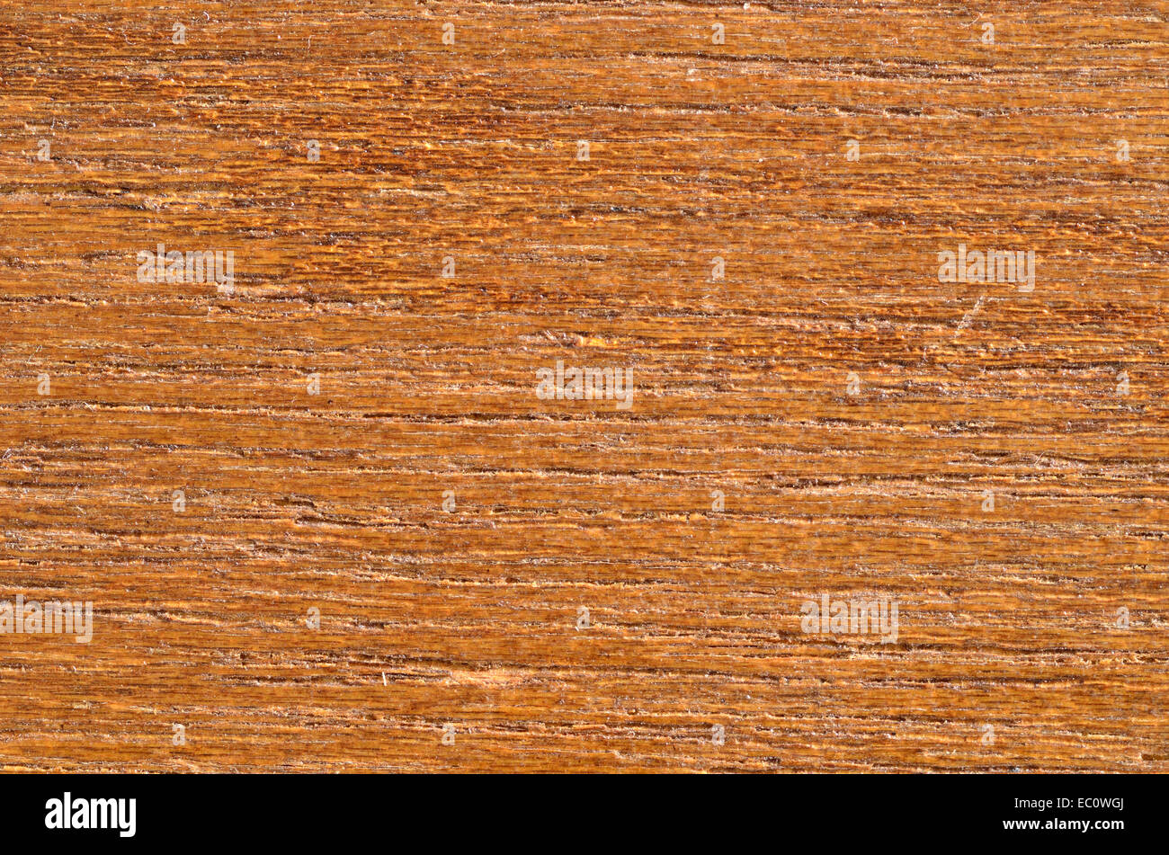 Ein Makro Nahaufnahme der Maserung des Holzes für den Hintergrund oder Kopie. Stockfoto
