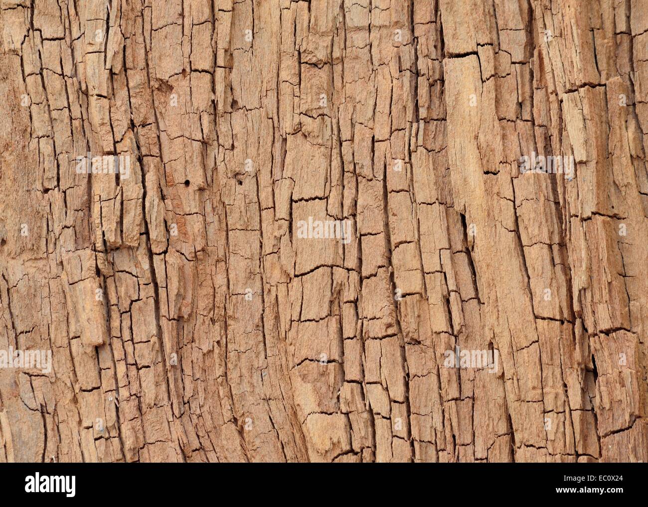 Eine Holzmaserung für den Hintergrund oder Kopie. Stockfoto