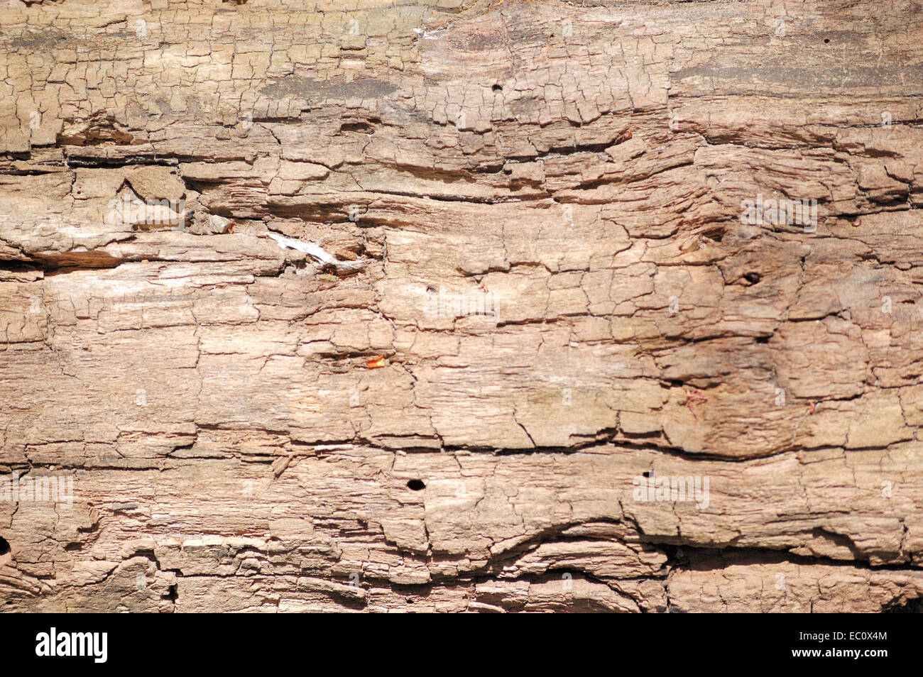 Ein Baum Rinde Hintergrund oder strukturierte Textfreiraum. Stockfoto