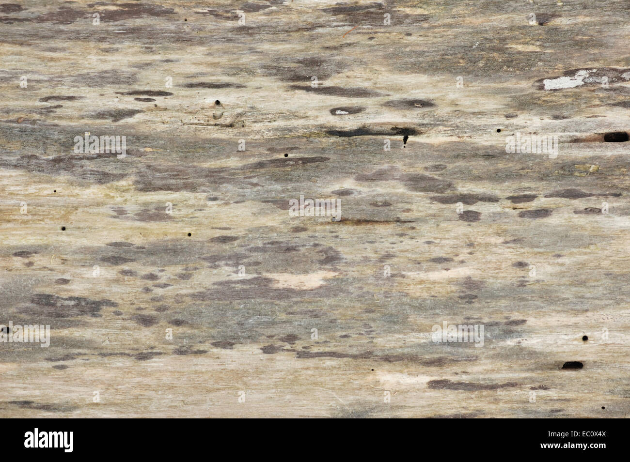 Ein Baum Rinde Hintergrund oder strukturierte Textfreiraum. Stockfoto