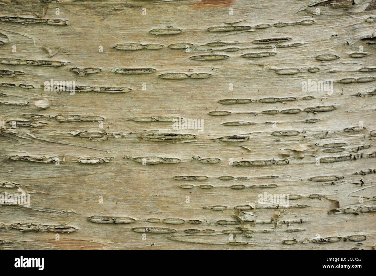 Ein Baum Rinde Hintergrund oder strukturierte Textfreiraum. Stockfoto