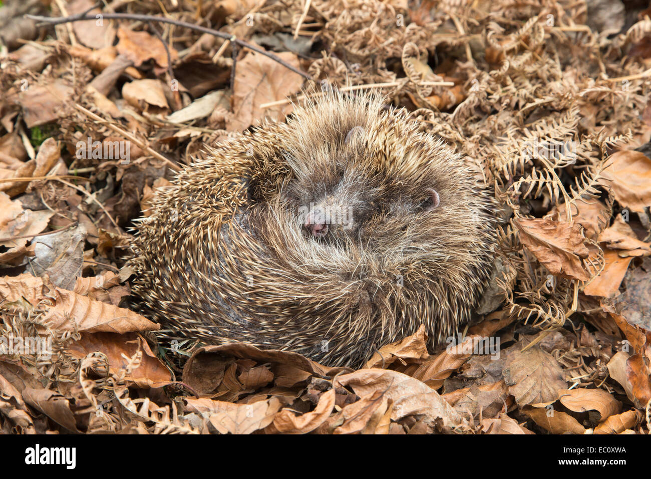 Schlafender Igel Stockfotos und bilder Kaufen Alamy