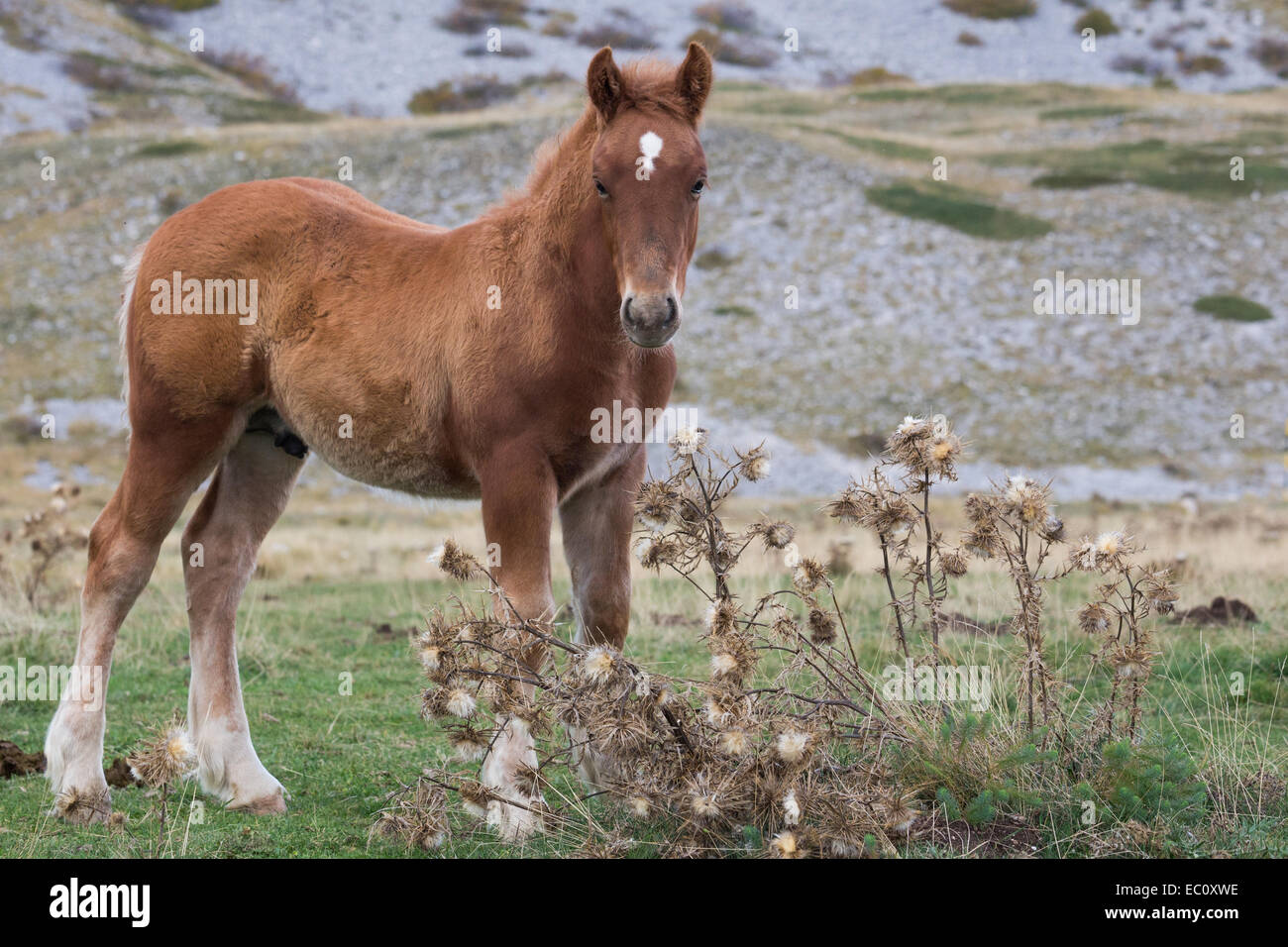 Fohlen, Weiden Stockfoto