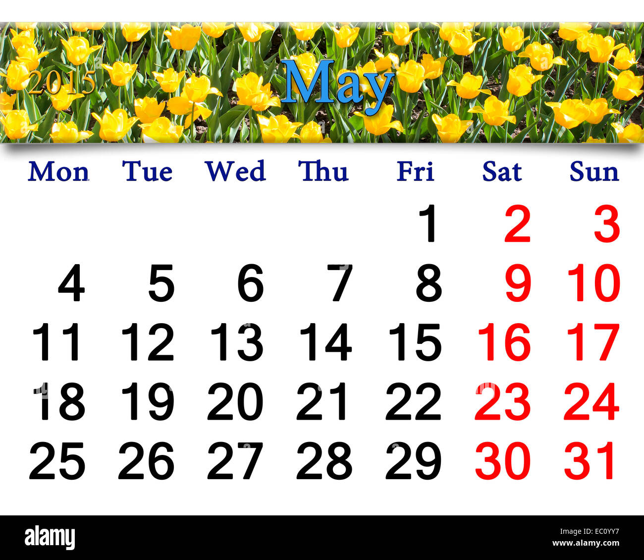 Kalender Mai 2015 mit Blumenbeet gelbe Tulpen Stockfoto