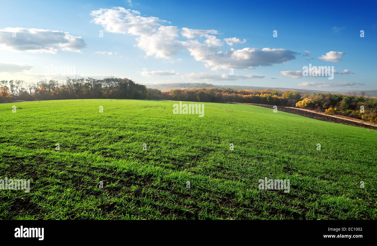 Bereich der Wintergetreide im Herbst Stockfoto