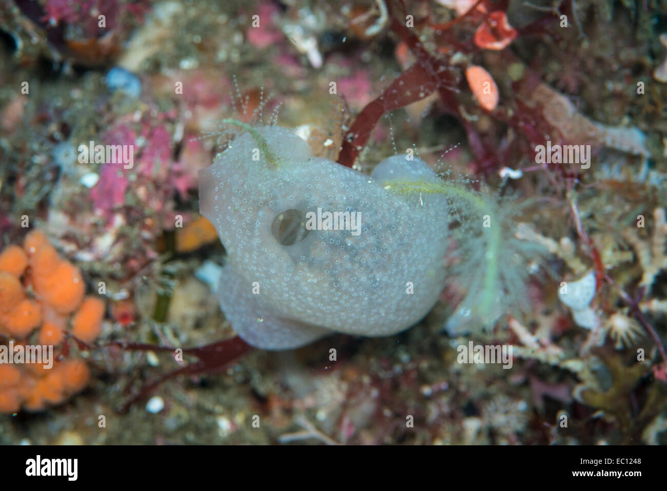 Kaltes Wasser Ascidian, Fiordland NZ Stockfoto