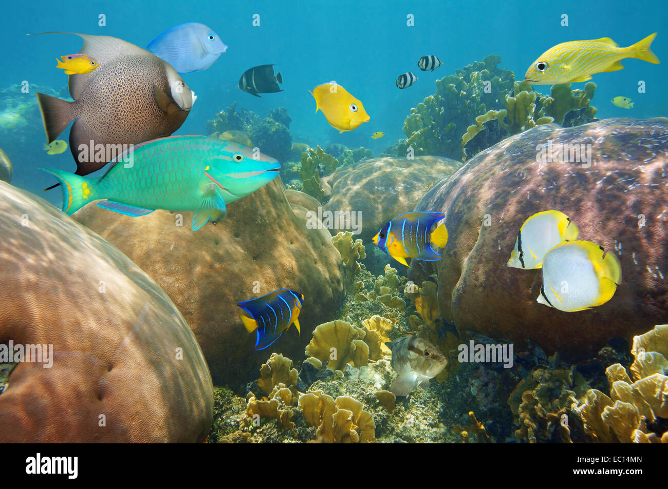 Bunte tropische Fische unter Wasser in einem Korallenriff des karibischen Meeres Stockfoto