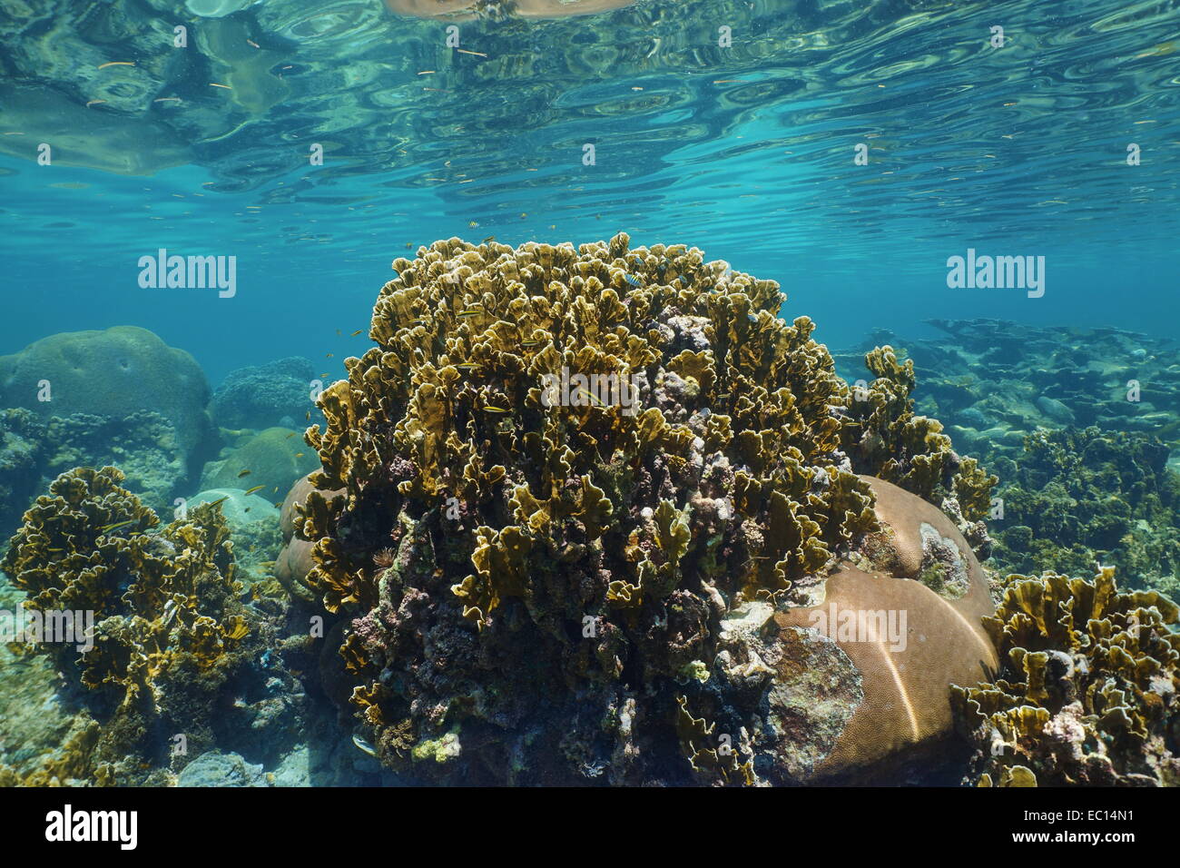 Klinge Feuerkoralle in ein flaches Riff mit Unterwasser Oberfläche, Karibik Stockfoto
