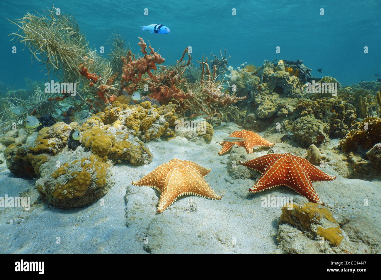 Kissen Seestern Unterwasserwelt mit Korallen und Schwamm, Karibik Stockfoto