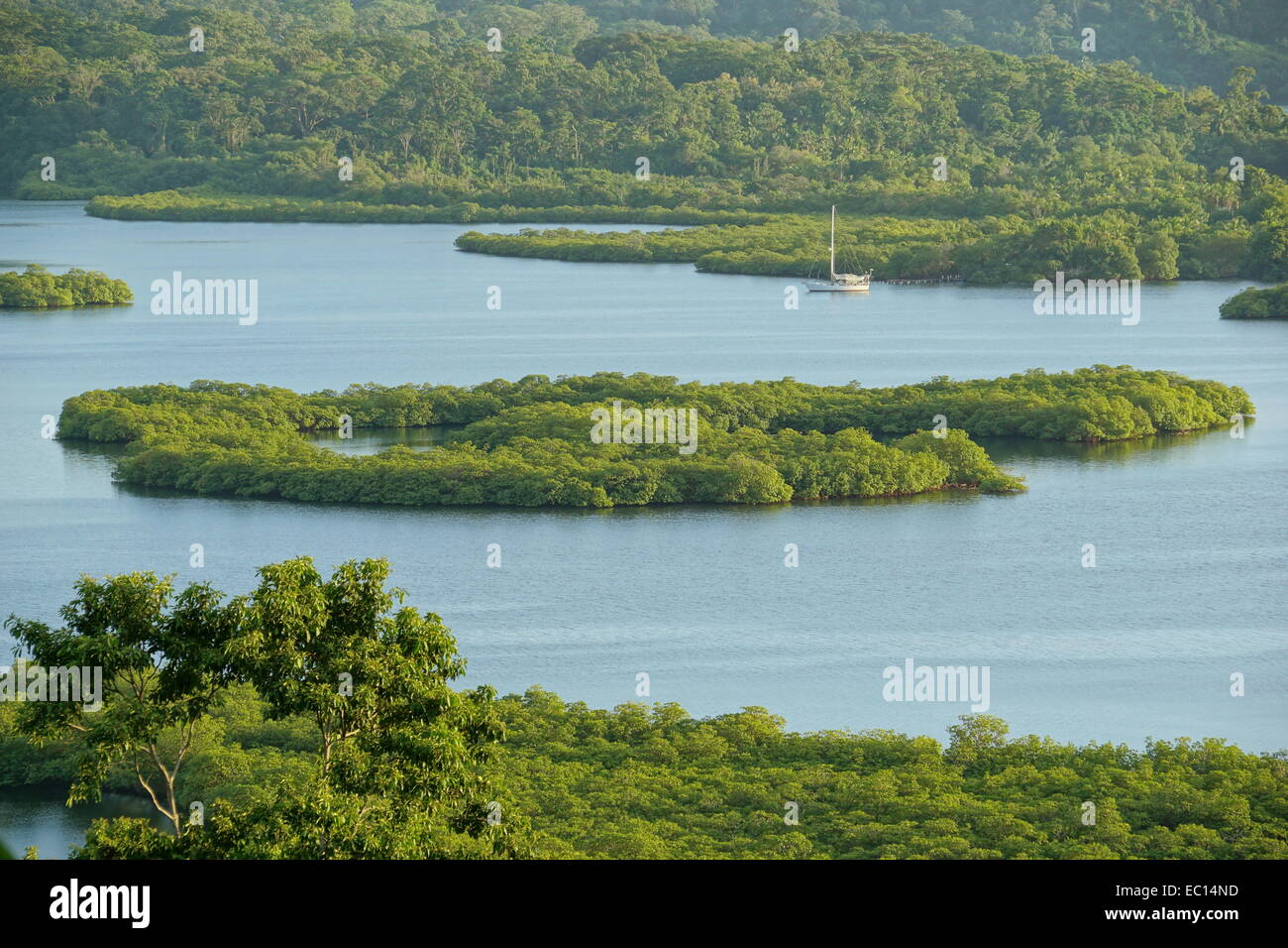 Mangrove-Insel im Archipel von Bocas del Toro, Karibik, Panama Stockfoto