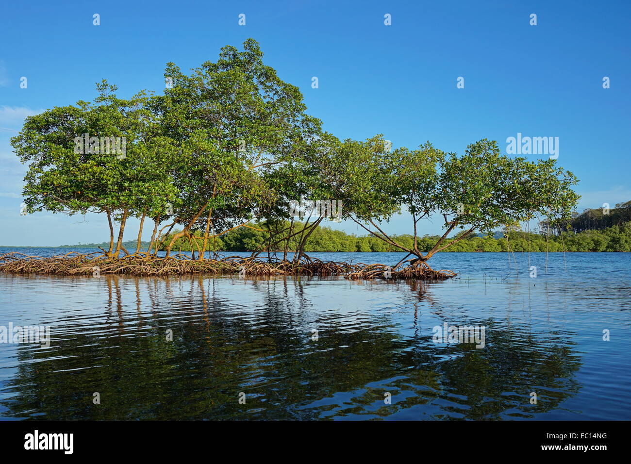 Mangroven im Wasser, Archipel von Bocas del Toro, Karibik, Panama Stockfoto