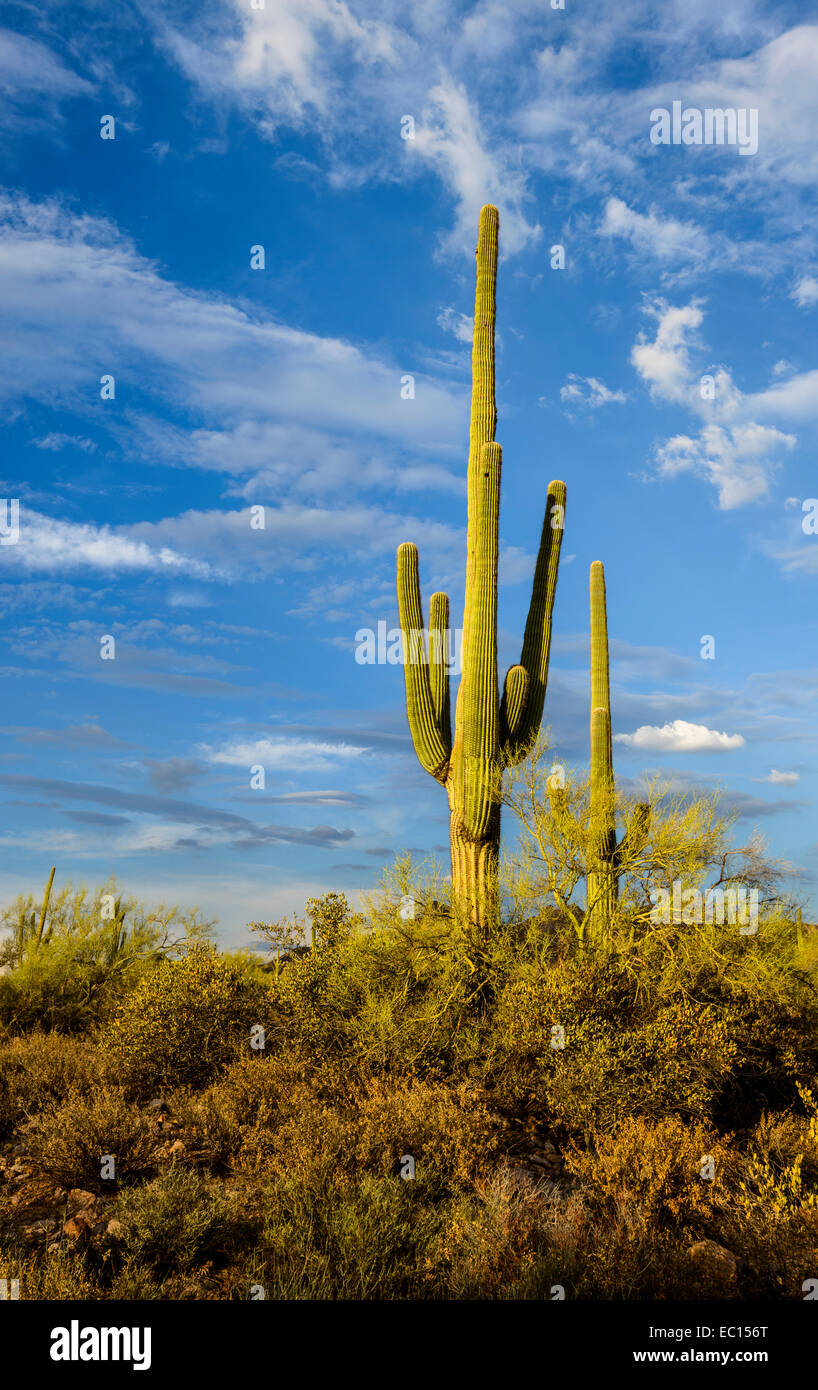 Saguaro Stockfoto