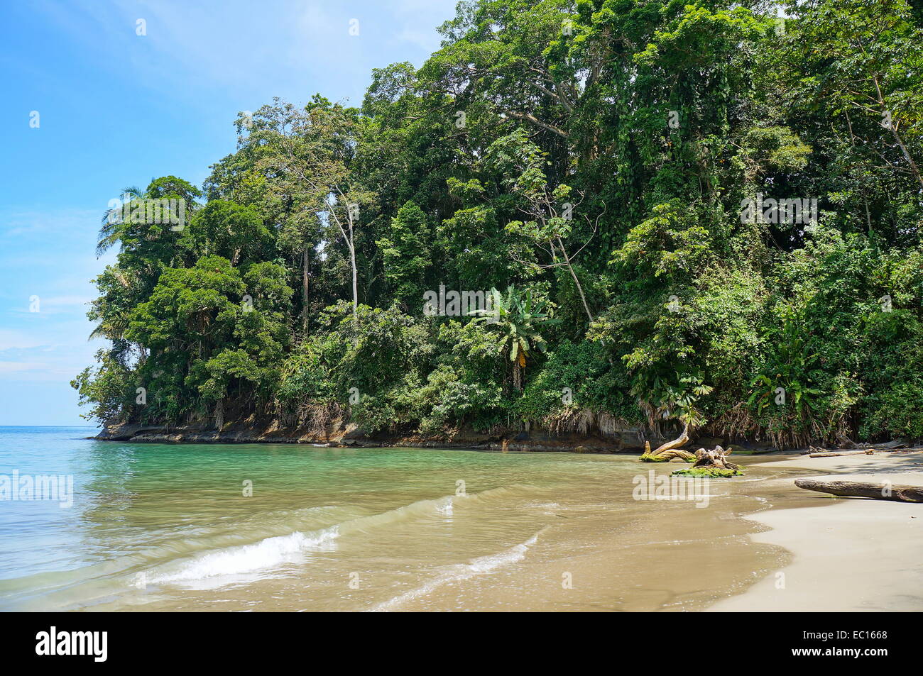 Tropische Küste mit üppiger Vegetation am Strand von Punta Uva, Karibik, Puerto Viejo, Costa Rica Stockfoto