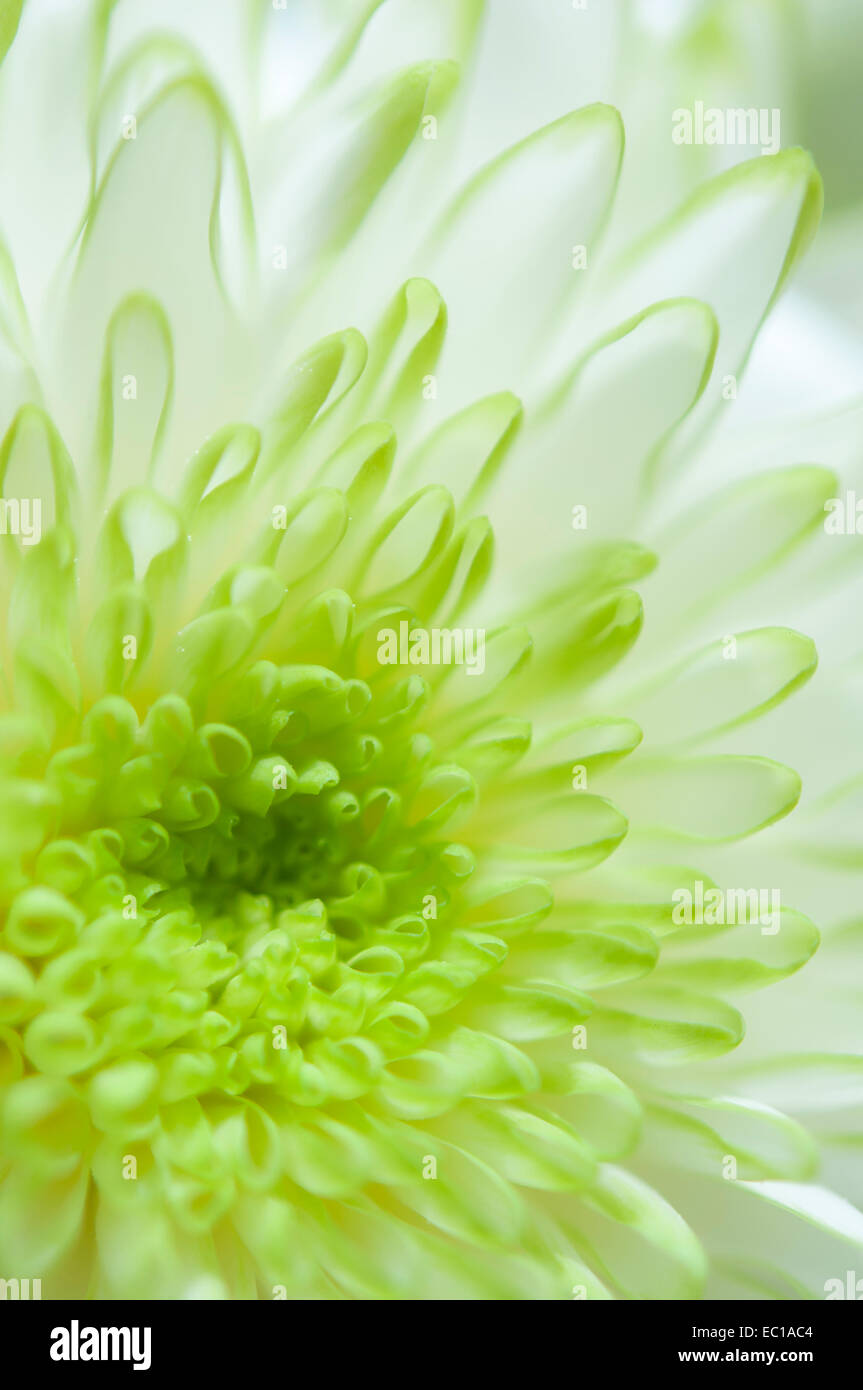 Grüne und weiße Chrysantheme Blume in Nahaufnahme mit geringer Tiefe Feld erstellen weiche Unschärfe. Stockfoto