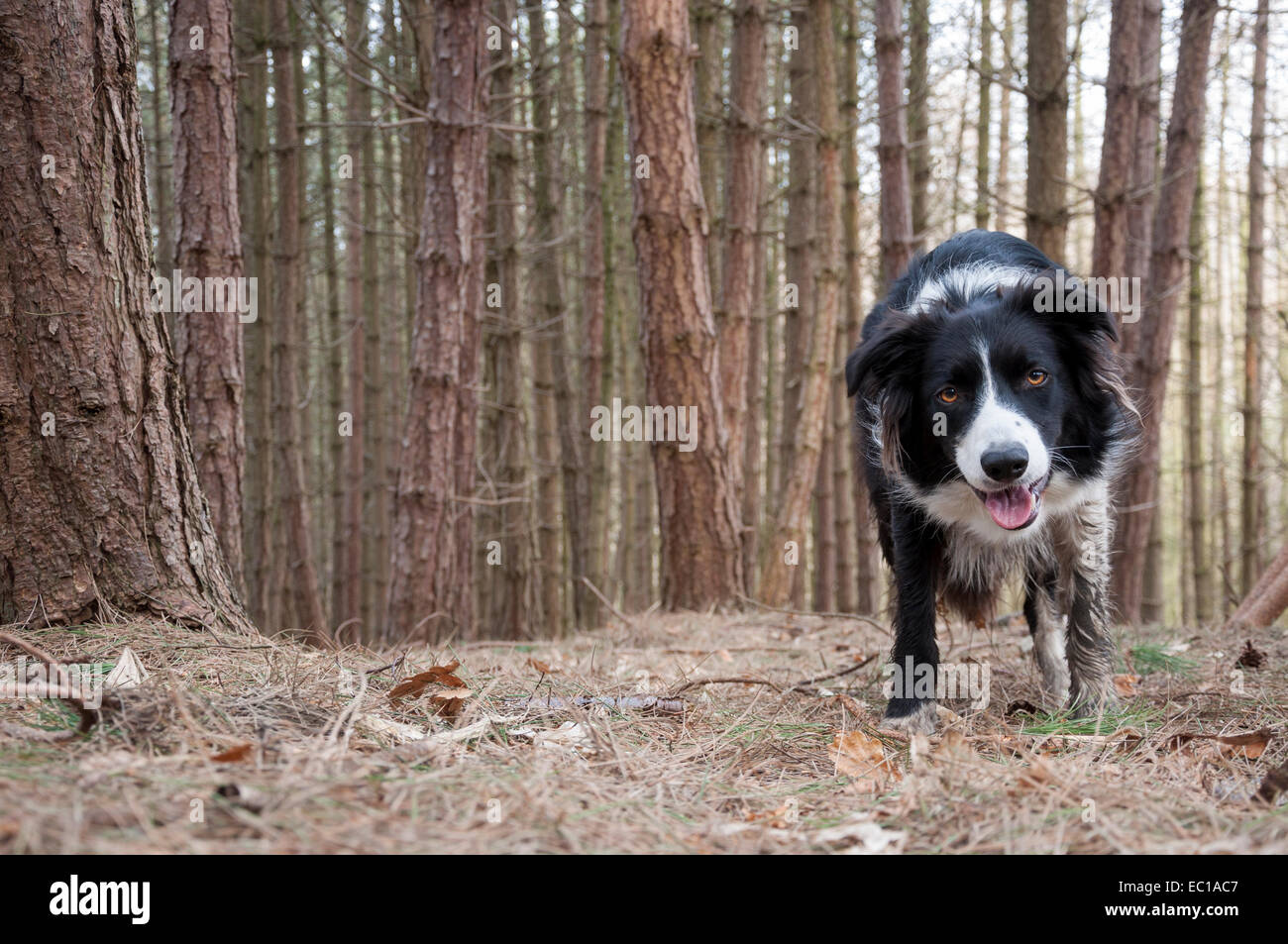 Border-Collie Hund Stand in einem Wald von Föhren. Hund, gerichtete Kamera mit schlammigen Pfoten und lächelndes Gesicht. Stockfoto