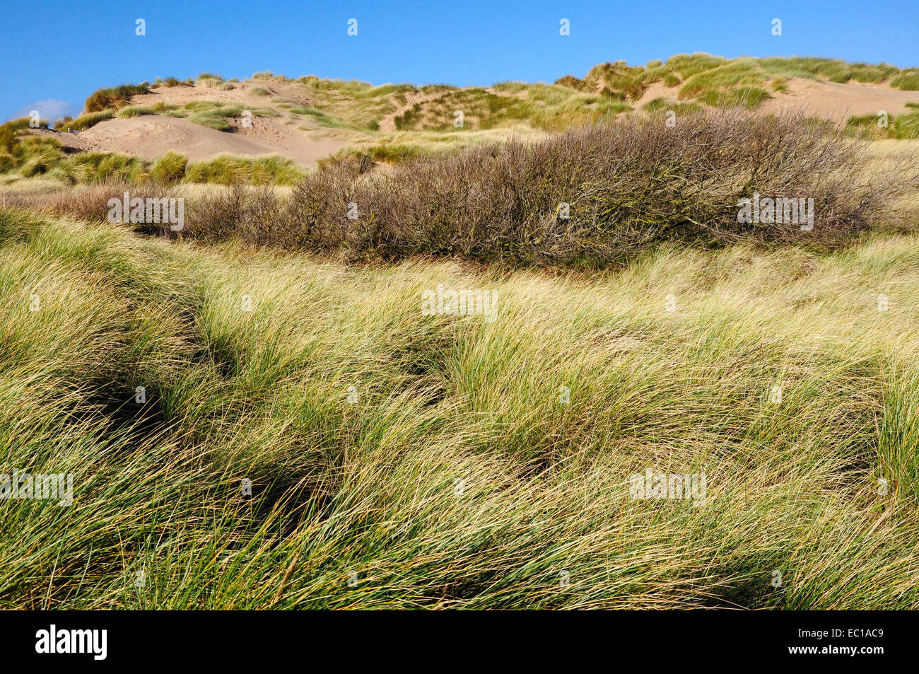 Düne Gräser und Sträucher auf Dünen an Formby Punkt auf der Küste des Merseryside im nördlichen England an einem hellen, sonnigen Tag. Stockfoto