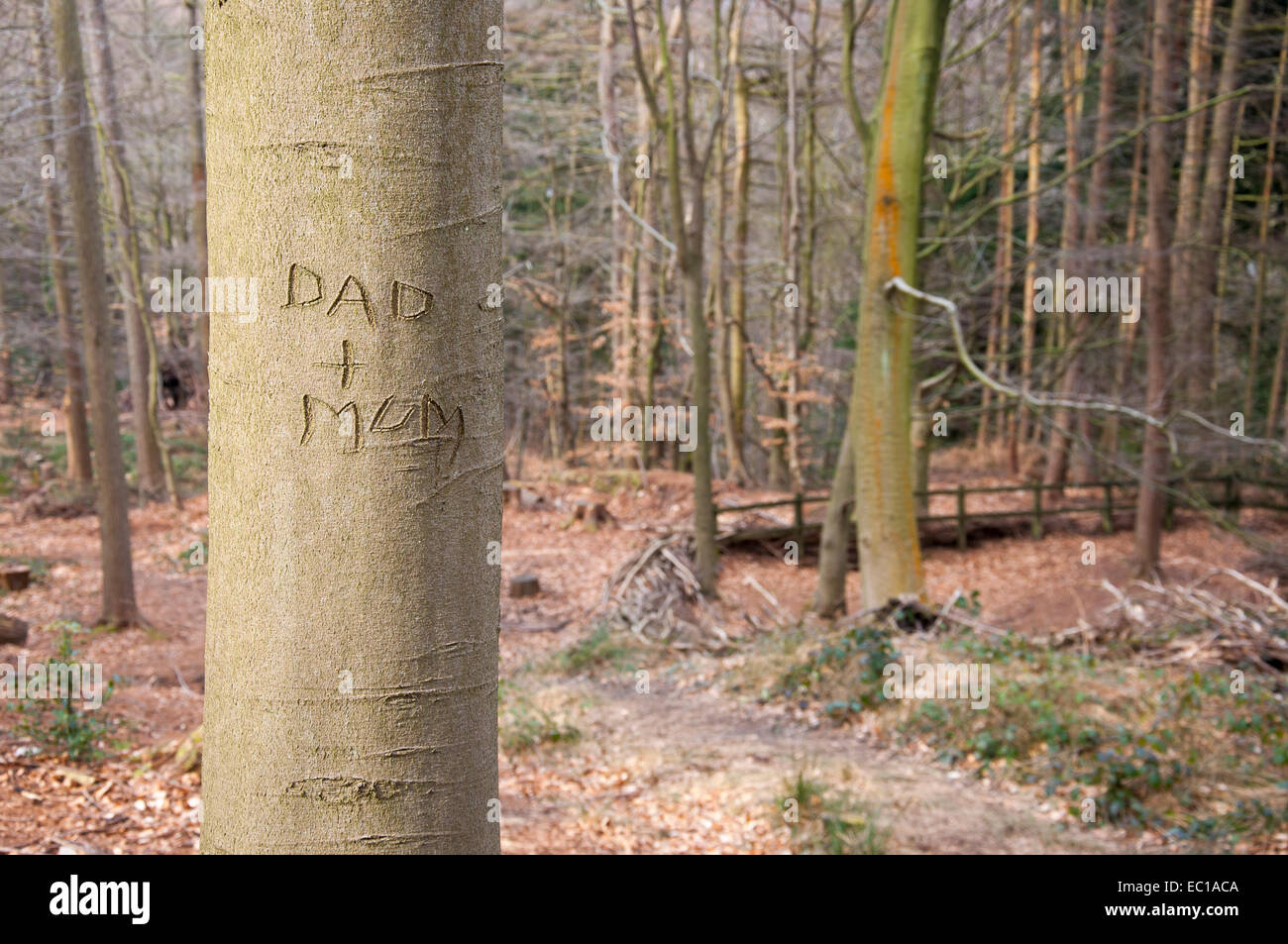 Mama und Papa in die Rinde der Buche in Erncroft Wäldern in der Nähe von Stockport, Cheshire gehauen. Stockfoto