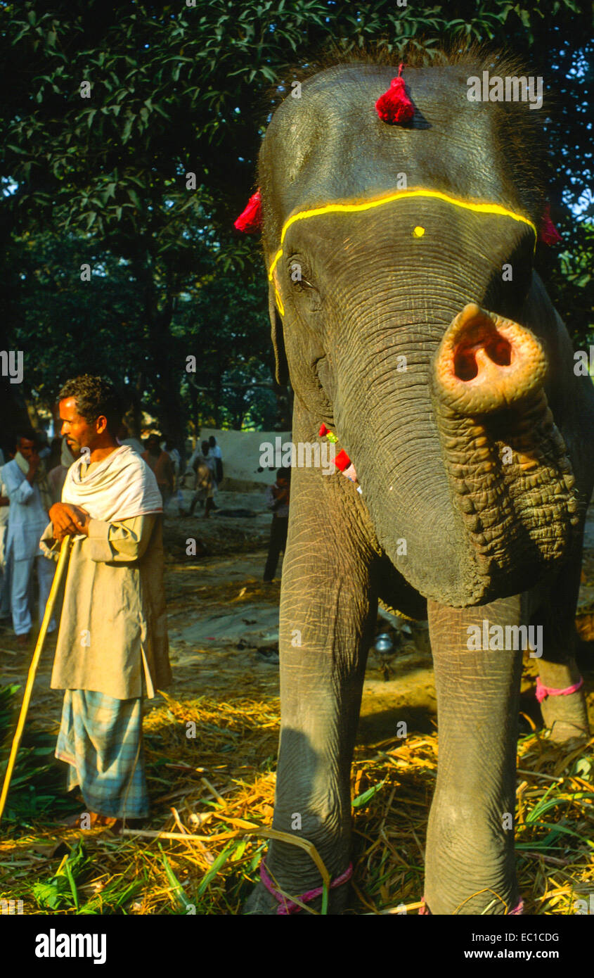 Sonpur tierischen Mela in Indien Stockfoto