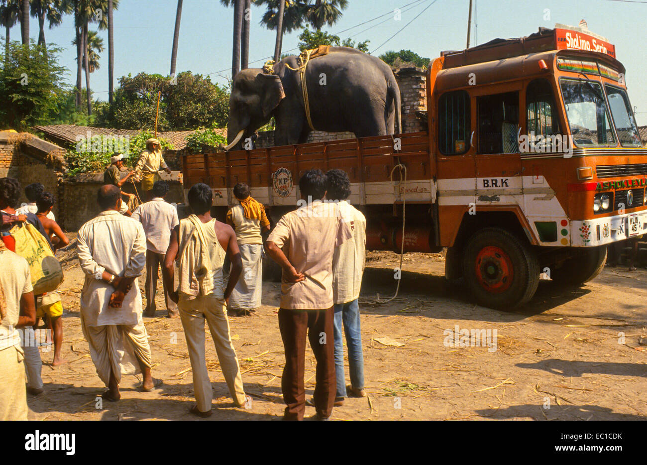 Sonpur tierischen Mela in Indien, Elefanten im LKW Stockfoto