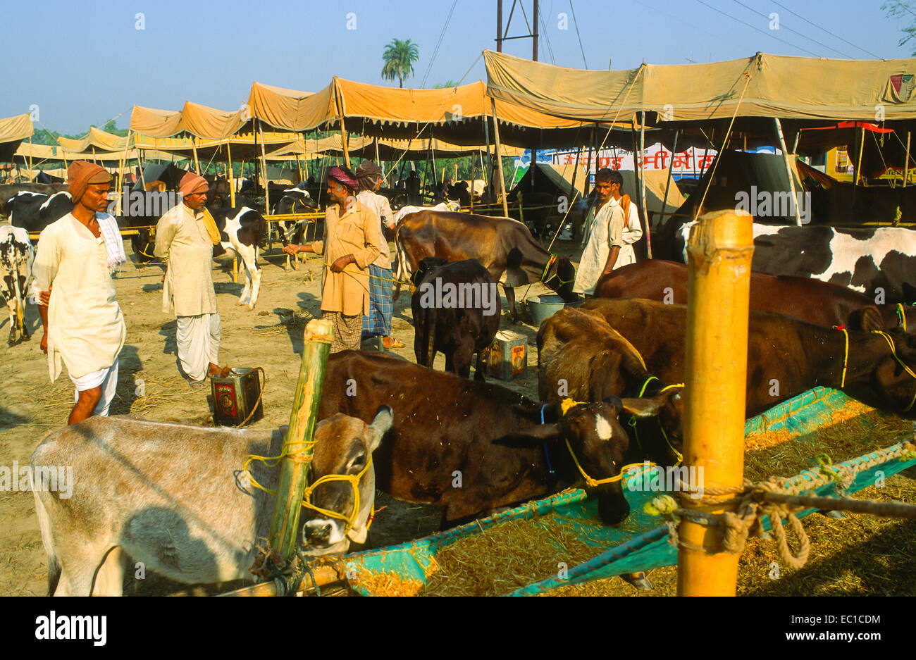 Vieh auf die Sonpur Mela in Indien Stockfoto