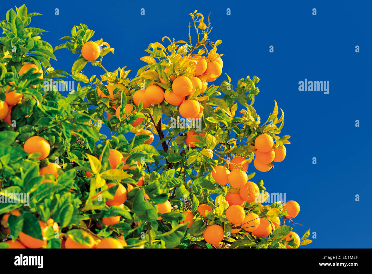 Portugal, Algarve: Orangenbaum mit Früchten (Citrus Sinensis) in Faro Stockfoto