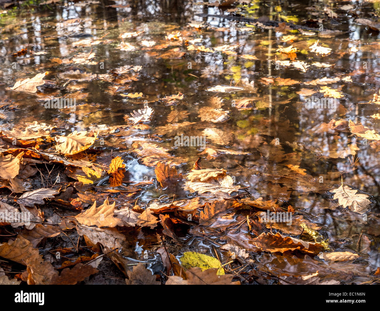 Tote Blätter fallen schwimmend auf der Wasseroberfläche Stockfoto