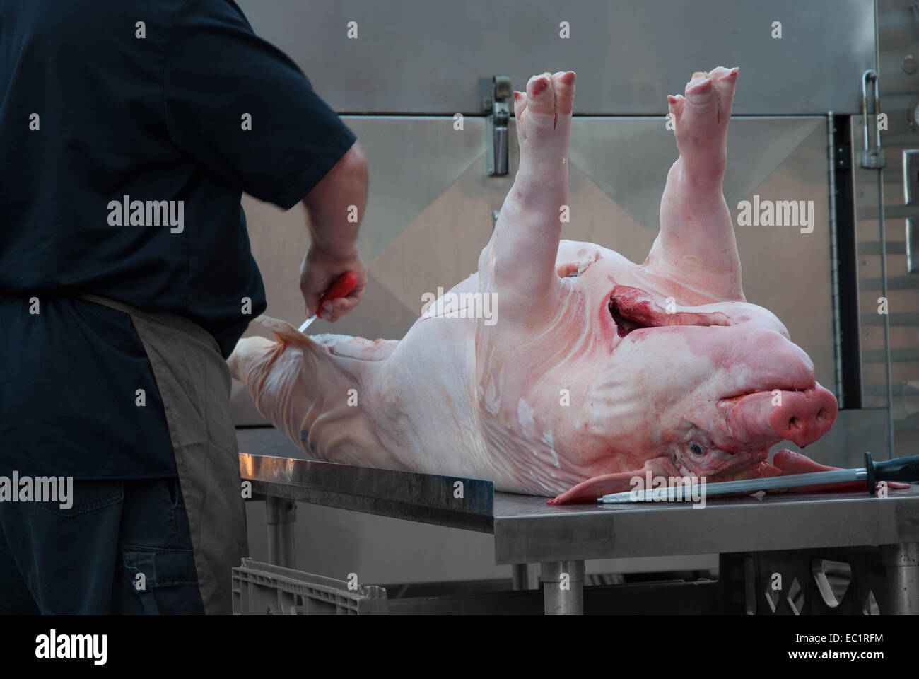 Ein großes Schwein zum Kochen in ein Raucher oder Outdoor-Ofen vorbereitet. Stockfoto