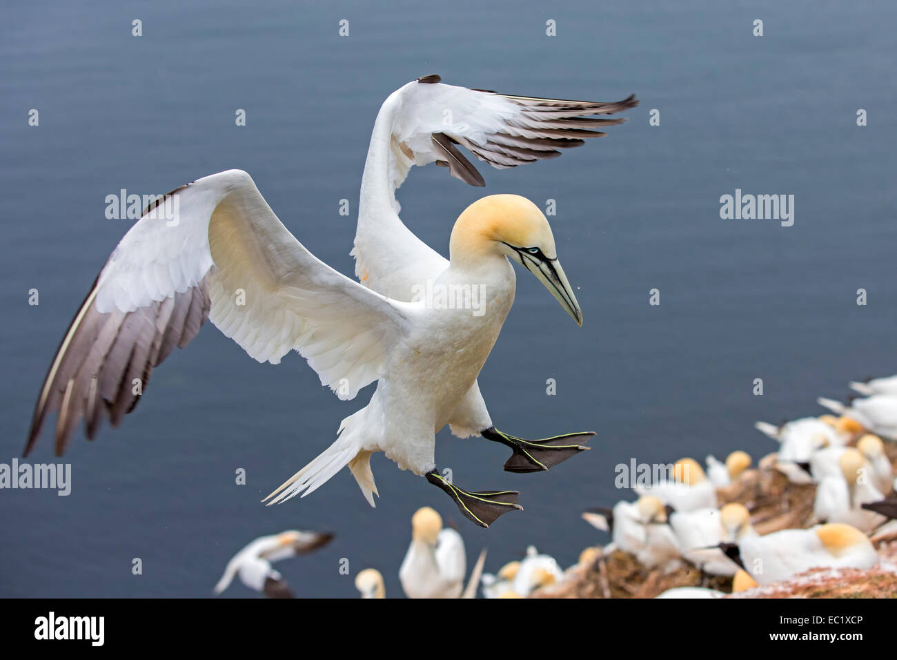 Basstölpel (Morus Bassanus), Ansatz, Brutkolonie, Vogelfelsen, Lange Anna, Helgoland, Deutschland Stockfoto
