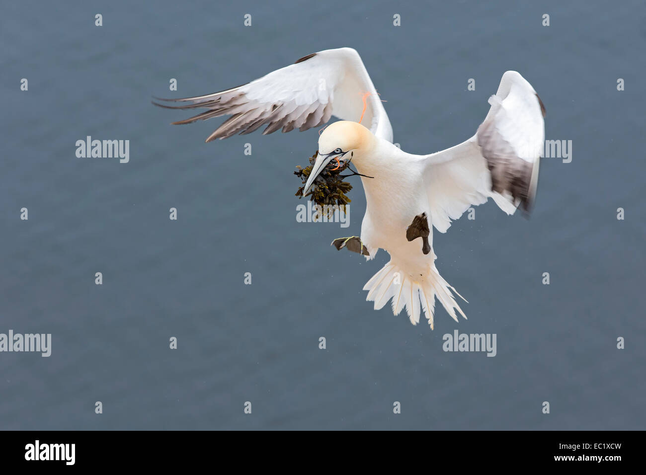 Basstölpel (Morus Bassanus), mit Nistmaterial, nähern, Lange Anna Helgoland, Deutschland Stockfoto