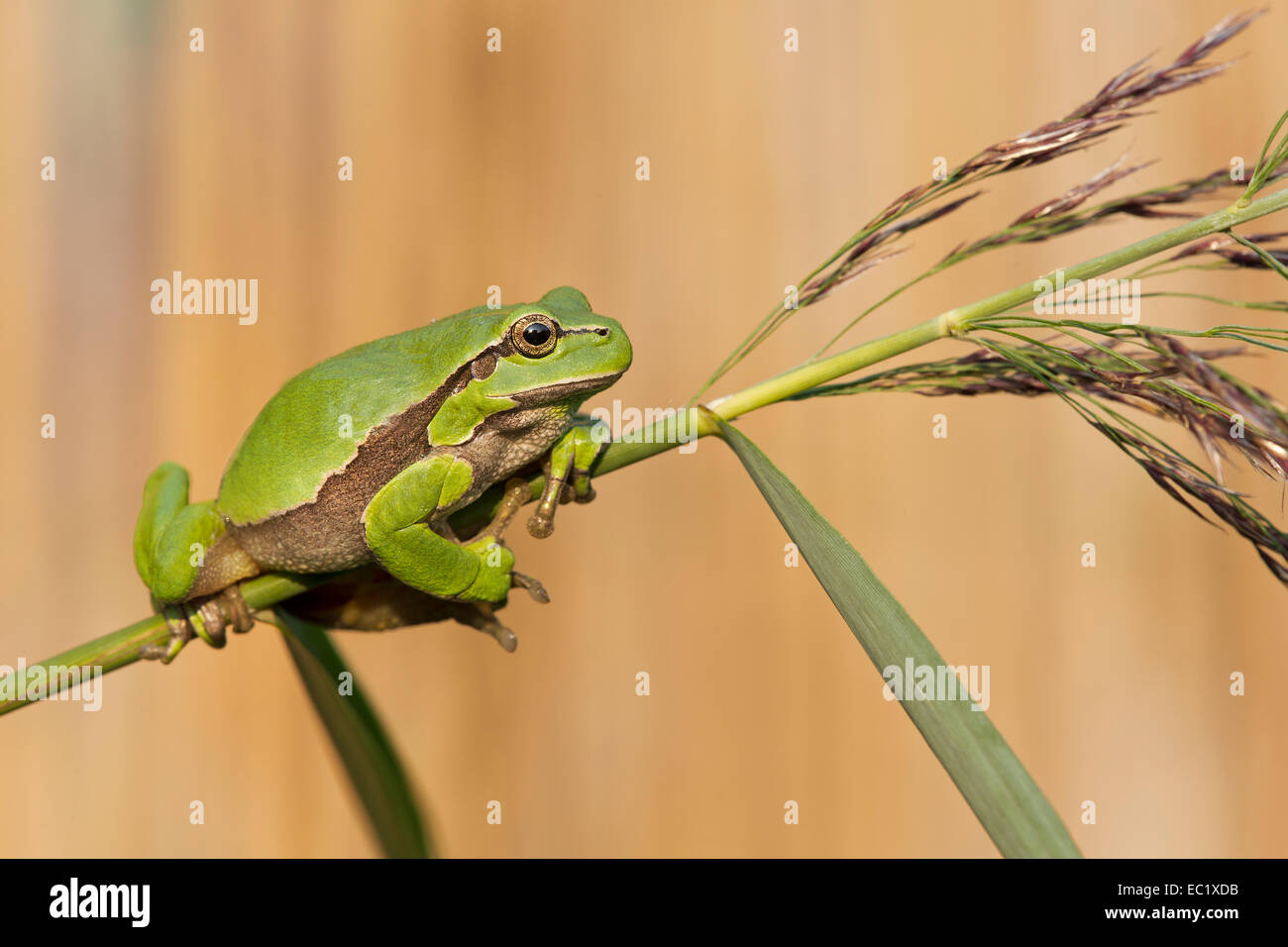 Laubfrosch (Hyla Arborea), Herbst, mittlere Elbe-Biosphärenreservat, Sachsen-Anhalt, Deutschland Stockfoto