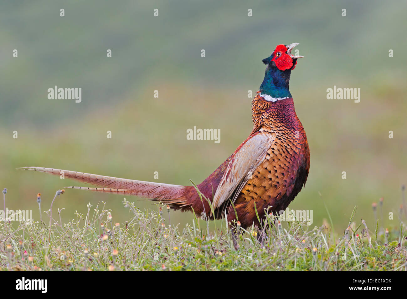 Fasan (Phasianus Colchicus) Balz, Berufung, Territorium, Männlich, Texel, Niederlande Stockfoto