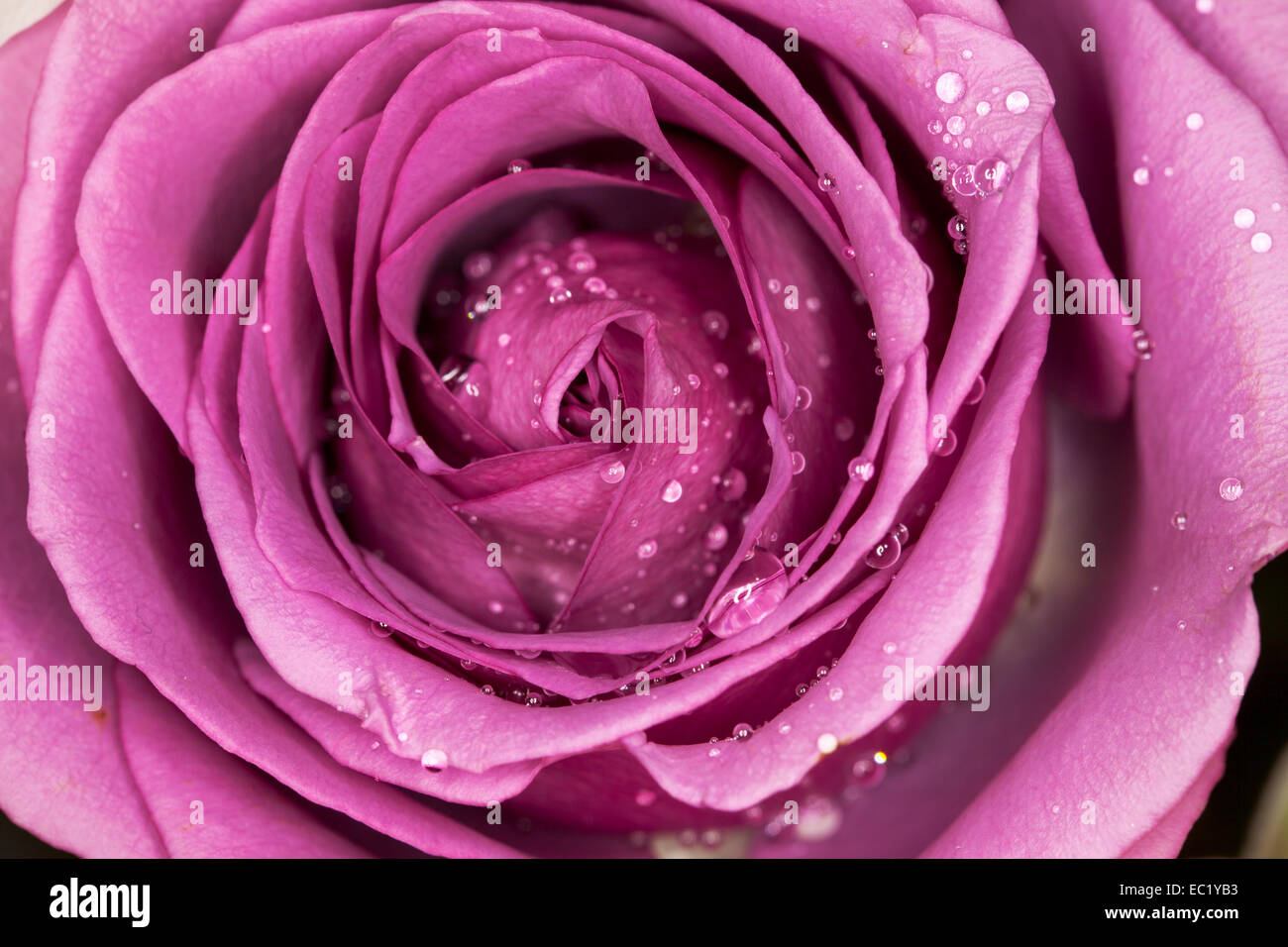 Makroaufnahme einer rosa Rose, Novato, Kalifornien, USA Stockfoto