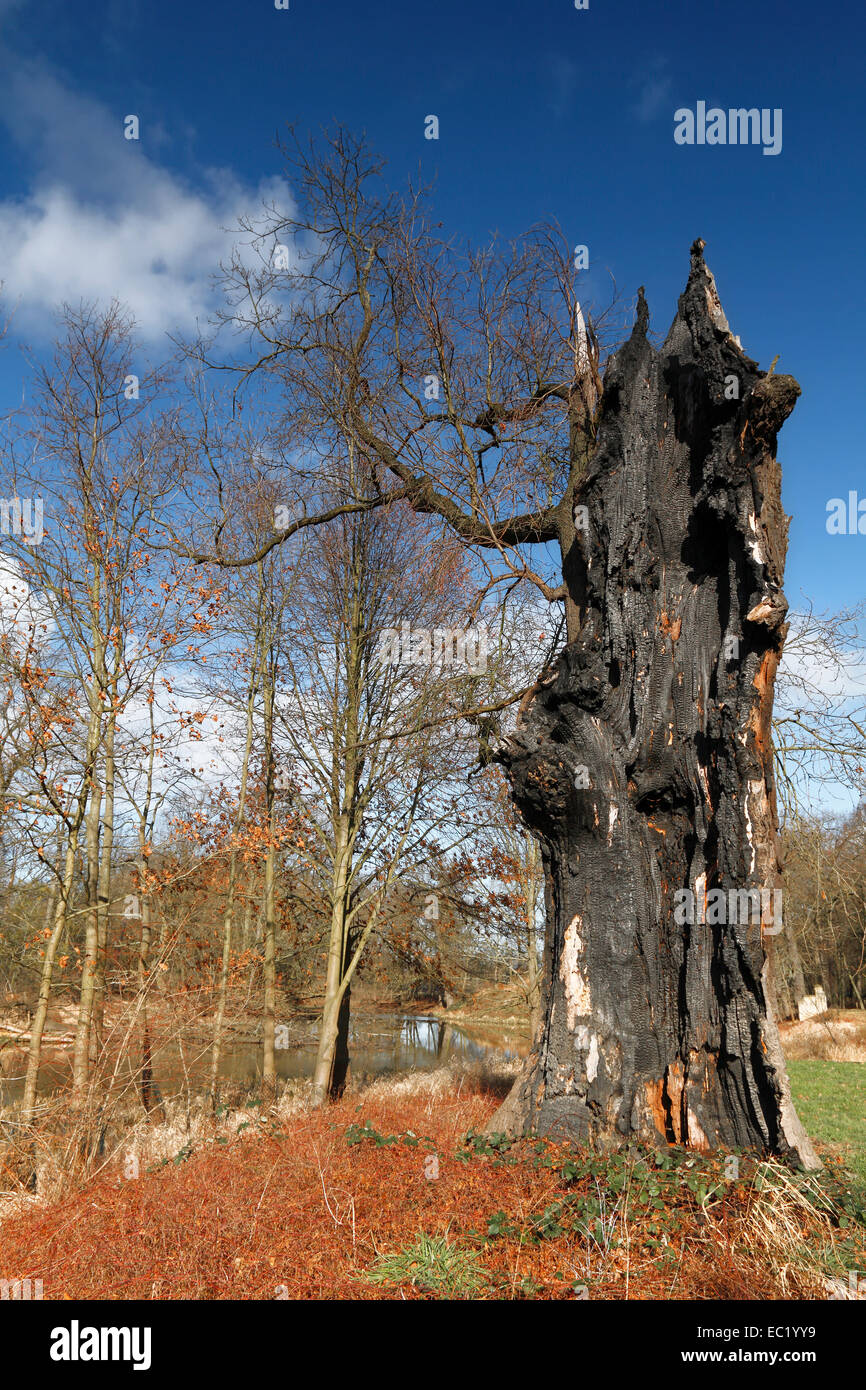 Toten Eiche, Lebensraum für Tiere leben im Totholz, typisch für die Auen-Landschaft, mittlere Elbe-Biosphärenreservat Stockfoto