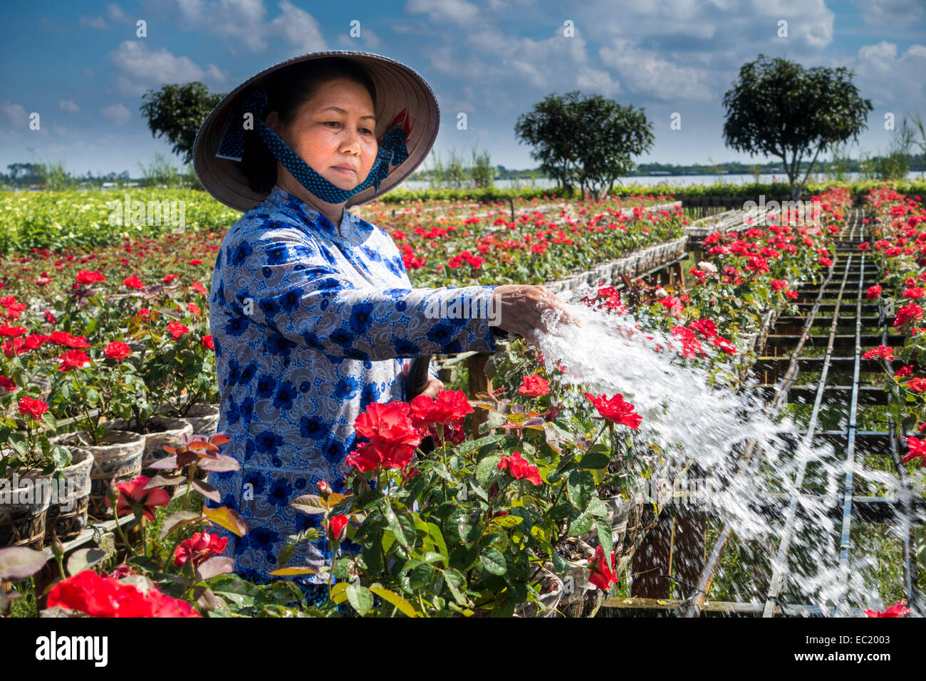 Arbeiter, Bewässerung, Blumen, Gärtnerei, Sa Dec, Long Xuyen, Mekong Delta, Vietnam Stockfoto