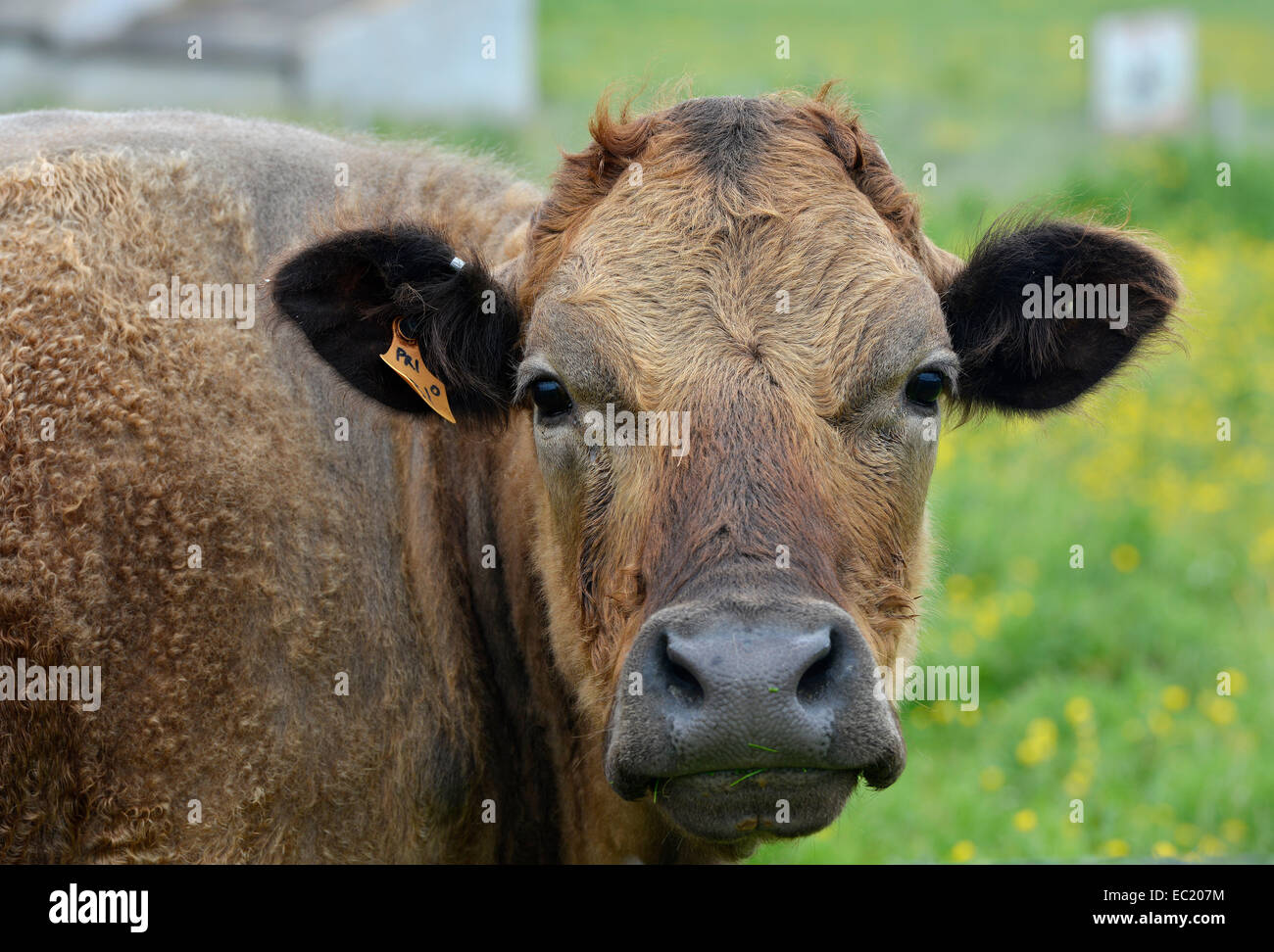 Hausrind (Bos Primigenius Taurus), Schottland Stockfoto