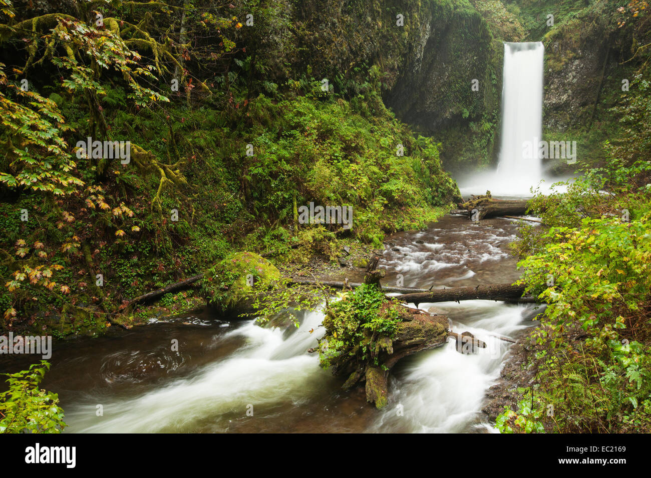 Wasserfall wiesendanger fällt in der Columbia River Gorge, Portland, Oregon, United States Stockfoto