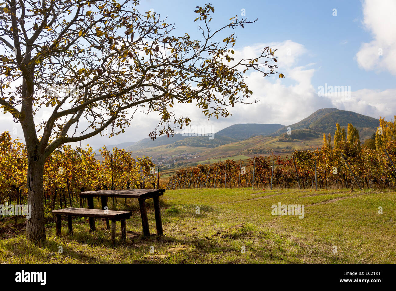 Picknick unter einem Walnussbaum, Weinberge, Siebeldingen, Pfalz, Südpfalz, Südliche Weinstraße Stockfoto