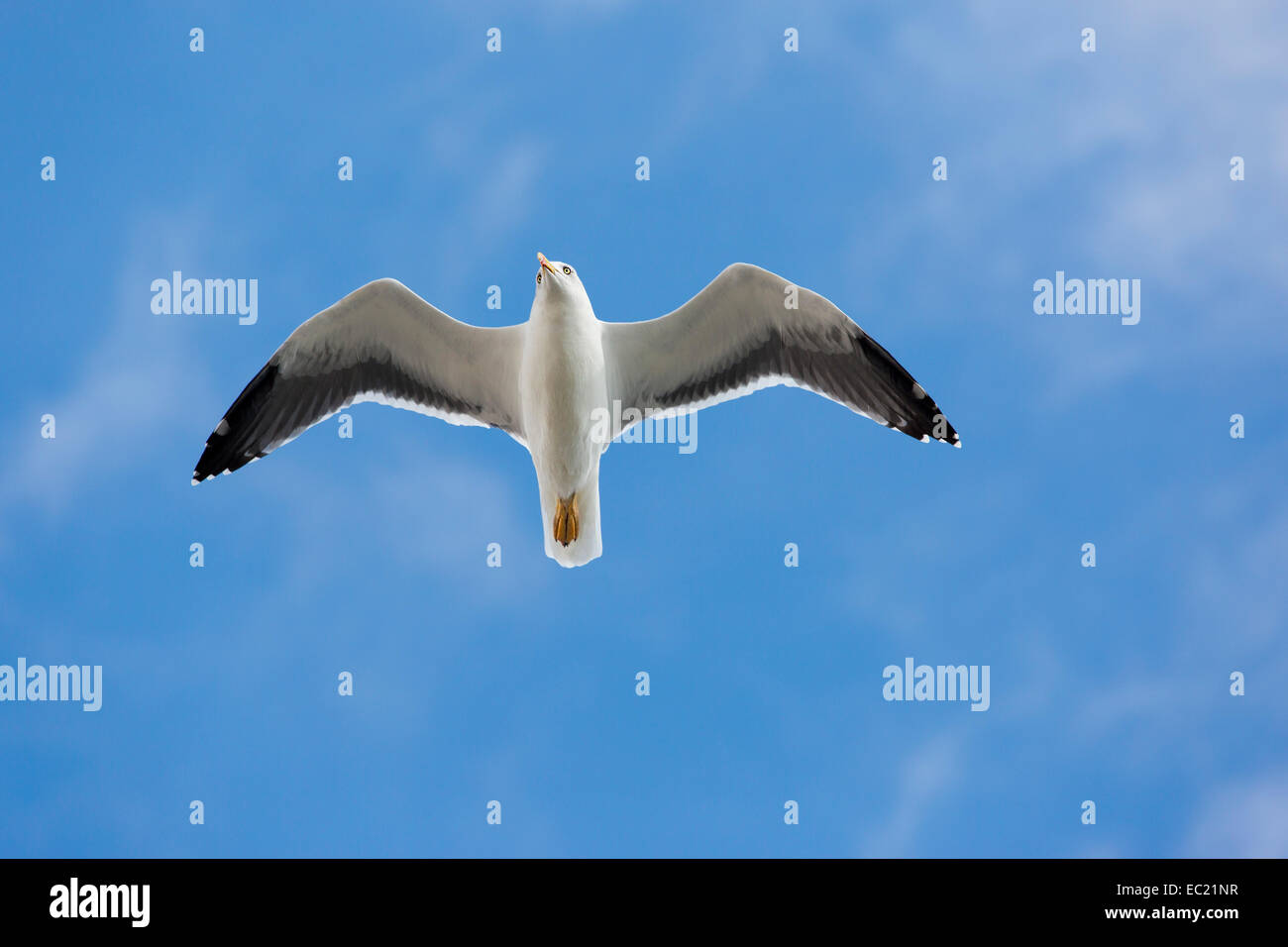 Gelb-legged Möve (Larus Michahellis) im Flug, Portugal Stockfoto