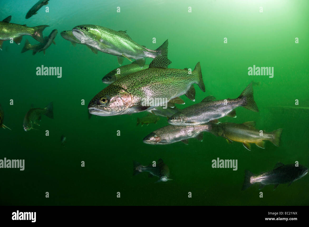 Regenbogenforelle (Oncorhynchus Mykiss), See Grüblsee, Steiermark, Österreich Stockfoto