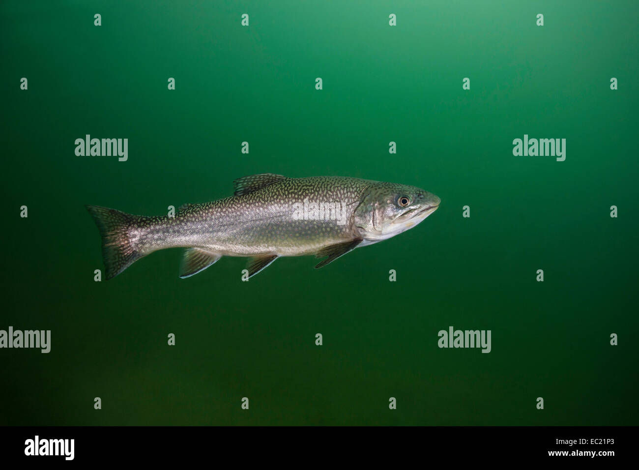 Regenbogenforelle (Oncorhynchus Mykiss), See Grüblsee, Steiermark, Österreich Stockfoto