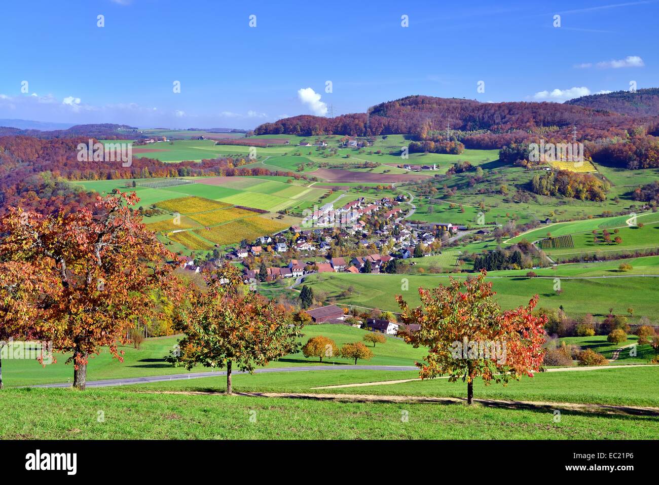Herbst, vorne Kirsche Landschaftsbäume in herbstlichen Farben, Wintersingen, Kanton Basel-Landschaft, Schweiz Stockfoto