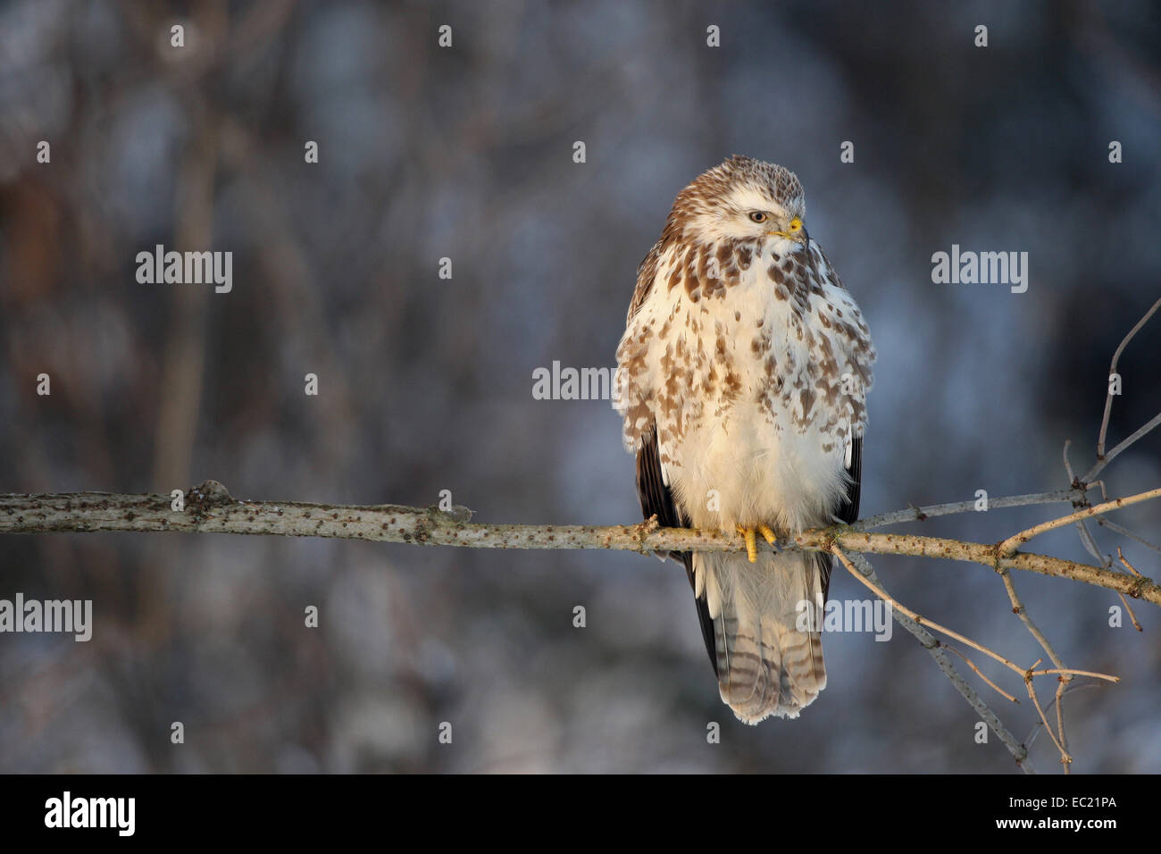 Bussard (Buteo Buteo), helle, fast weiße Farbvariante, Allgäu, Bayern, Deutschland Stockfoto